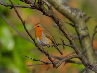 Robin