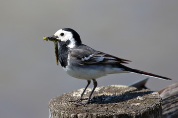 Naklejka premium Bachstelze