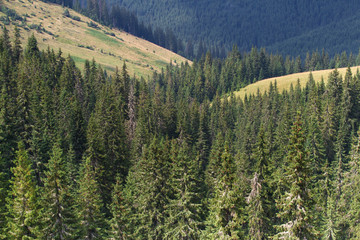 Spruce forest in the Ukrainian Carpathians. Sustainable clear ecosystem