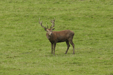 Red deer rutting season