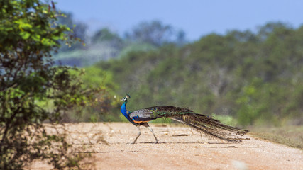 Fototapeta premium Indian peafowl in Bundala national park, Sri Lanka