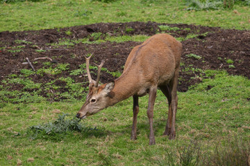 Red deer rutting season