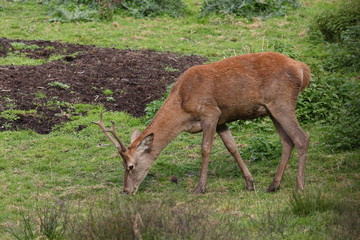 Red deer rutting season
