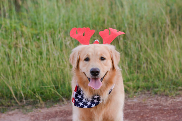 Golden Retriever xmas dog