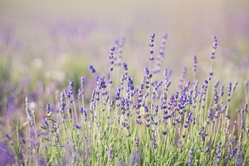 Lavender flowers - nature floral background