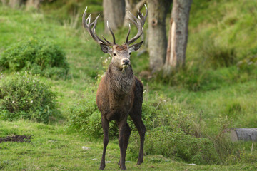 Red deer rutting season