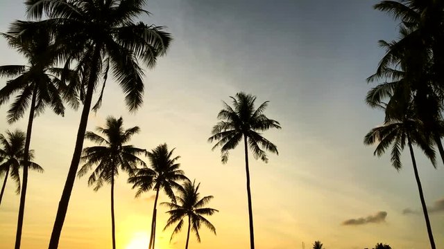 Sunset at coconut plantation. Palm trees with young coconuts. HD slowmotion. Phuket, Thailand.