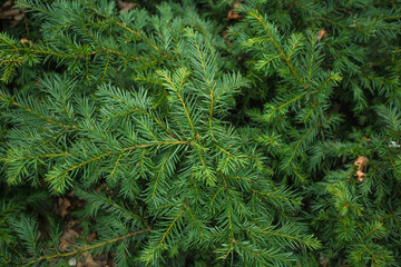 Scandinavian Christmas tree background.