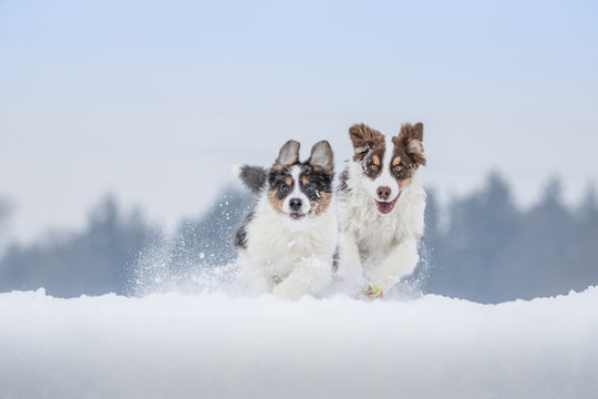 Welpen spielen im Schnee