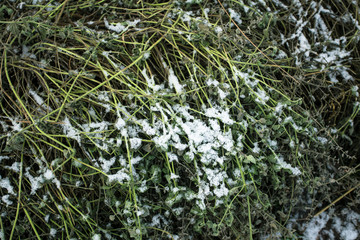 Plants covered by snow