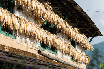 corn hanging under the roof of the house and drying