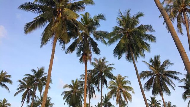 Coconut plantation. Bottom view on palm trees with young coconuts. HD slowmotion. Phuket, Thailand.