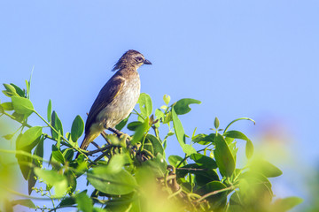 White-browed Bulbul in Bundala national park, Sri Lanka