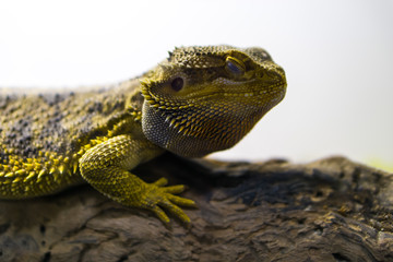 Cute Iguana