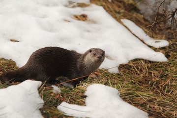 fishing Otter