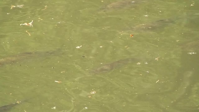 Jungkarpfen schwimmen im Teich