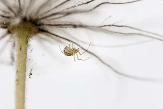 Spider