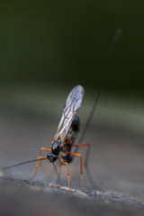 Insect