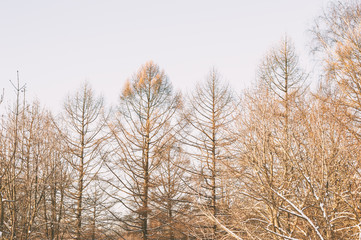 Obraz na płótnie Canvas Bare trees at winter time