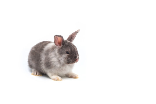 Cute baby rabbit on white background
