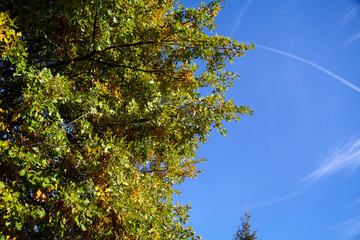 Colorful Foliage in Autumn Time