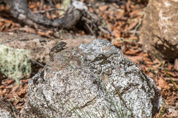 Lizard in National Park Nahuelbuta, South of Chile.