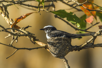 White-browed fantail flycatcher in Uda walawe national park, Sri