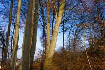 Obraz premium Wald, blätter, farben, himmel, landschaft, herbst, frühling