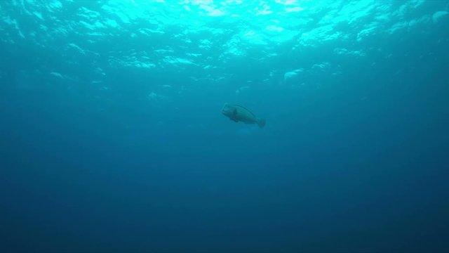 Humphead Parrotfish swims in blue water.  4k footage