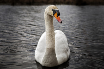 Swan