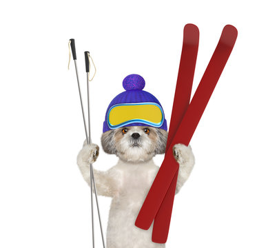 Cute Winter Dog Ski -- Isolated On White