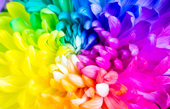 Colorful rainbow flower