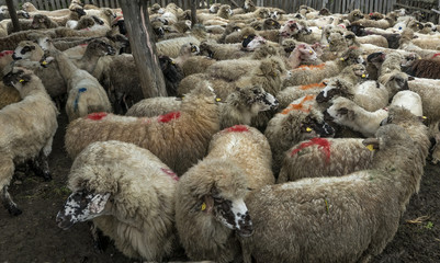 Sheep grazing on a meadow, on a cloudy day