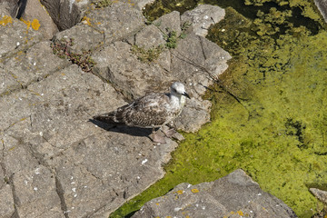 Seagull on the dirty sea coast