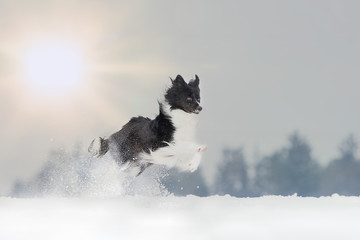 Border Collie Hund beim Spaziergang im Schnee