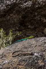 Lizards in National Park Nahuelbuta, South of Chile.
