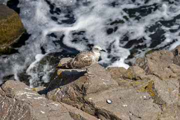 Seagull on the dirty sea coast