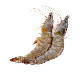 fresh shrimp/prawn on white background