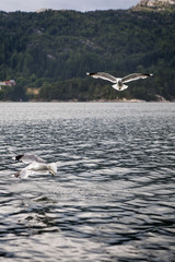 Seagull