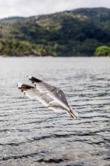 Seagull