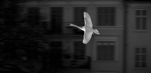 Swans