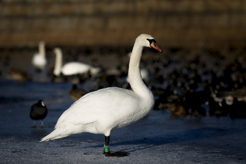 Swans