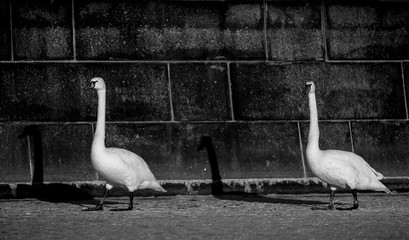 Swans
