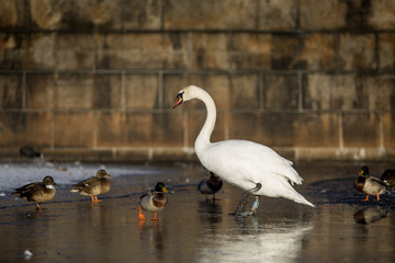 Swans