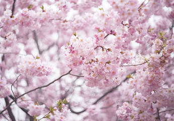 Cherry Blossoms  in spring