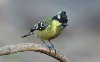 Black Lored Tit