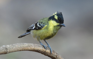 Black Lored Tit