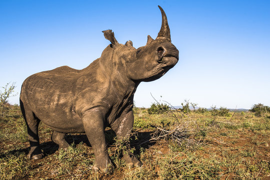 White rhino in savannah, KwaZulu Natal, South Africa
