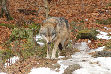 Grey wolf