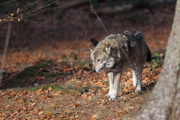 Grey wolf